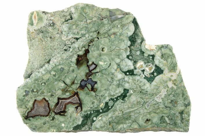 Polished Rainforest Jasper (Rhyolite) Slab - Australia #221925